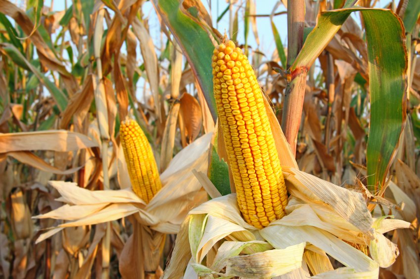 grow corn uses