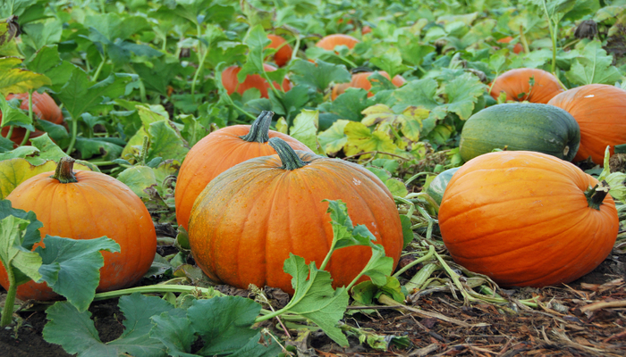 plant Halloween pumpkins