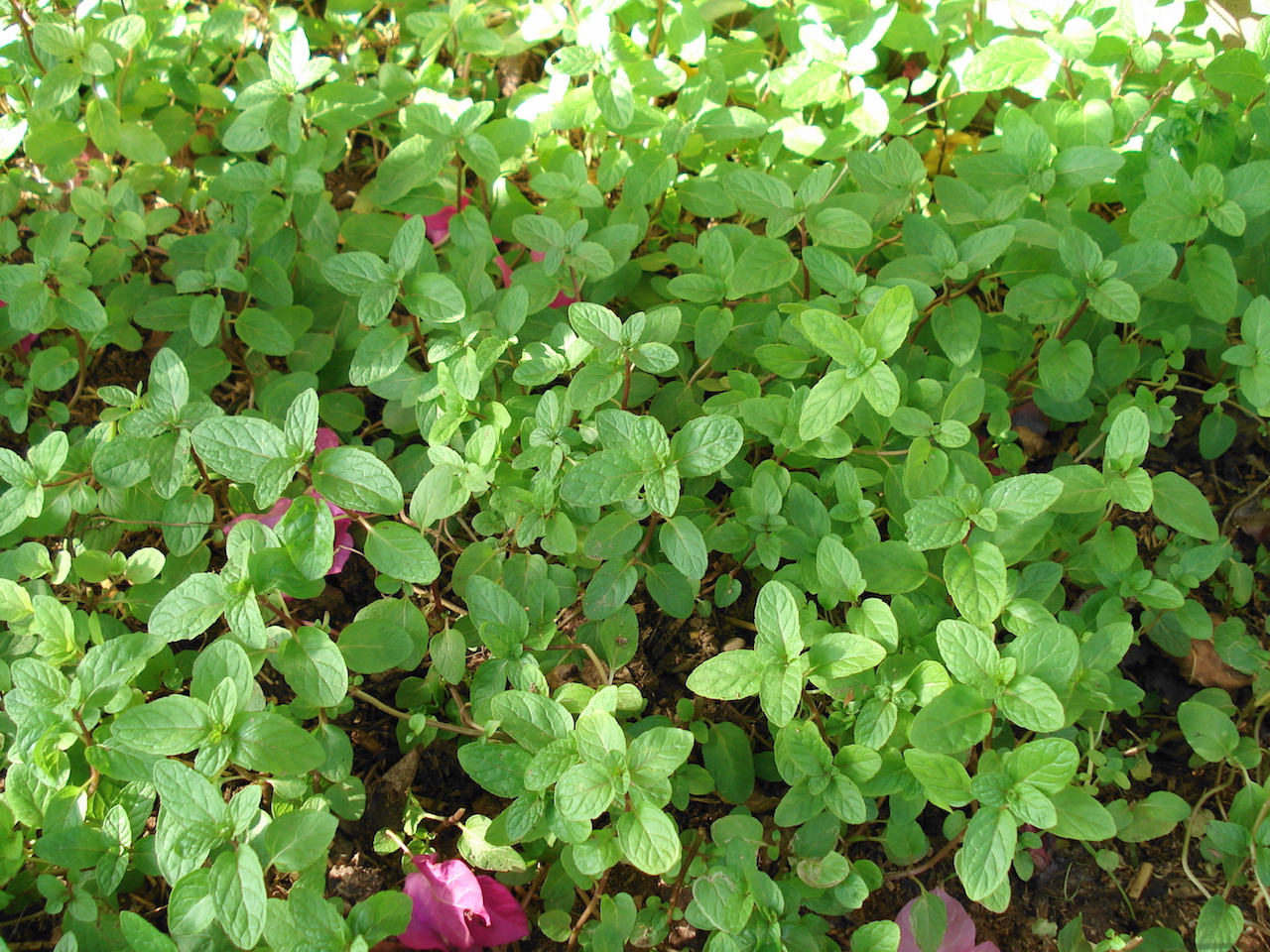 mint plant