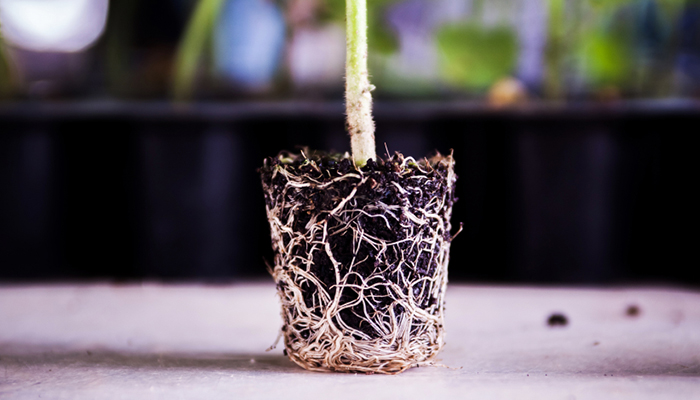 root bound plants