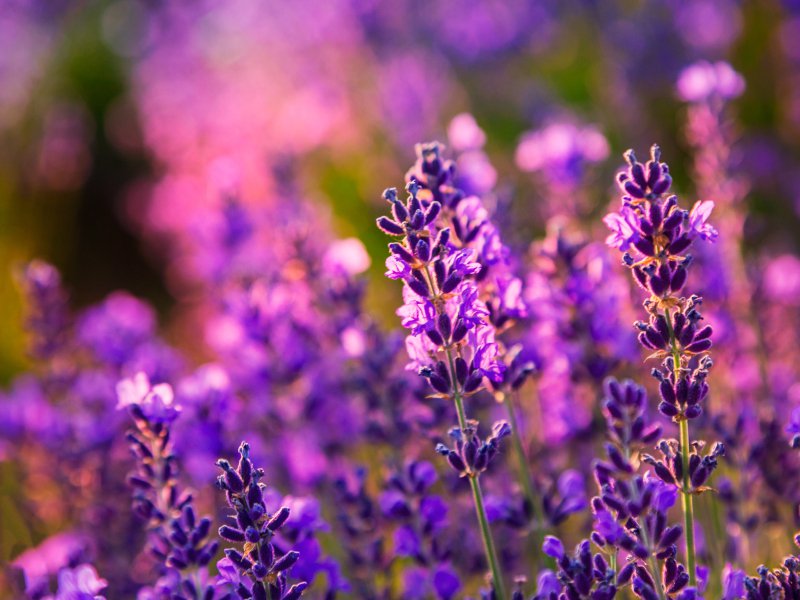 lavender facts plants