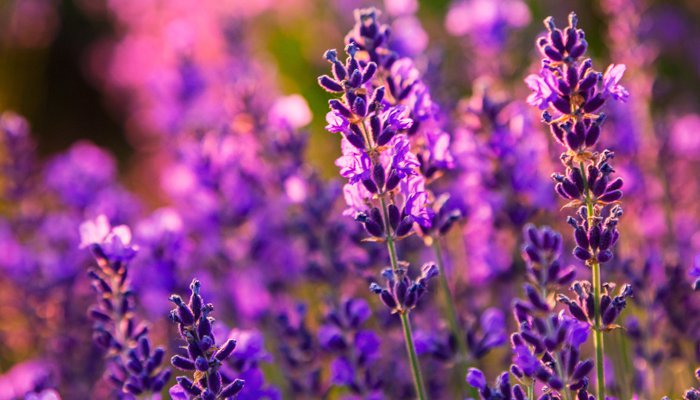 lavender facts plants