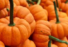 pumpkins